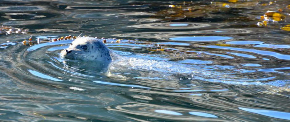 Harbor seal in the kelp bed