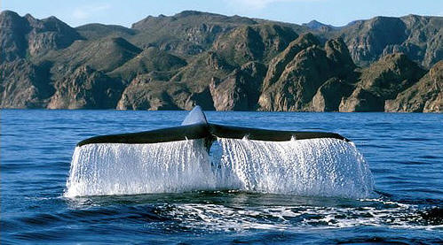 Pacific Blue Whale fin with Catalina in the background